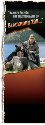 Sb bear